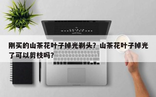 刚买的山茶花叶子掉光剃头？山茶花叶子掉光了可以剪枝吗？