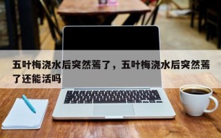 五叶梅浇水后突然蔫了，五叶梅浇水后突然蔫了还能活吗