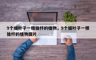 9个细叶子一根独杆的植物，9个细叶子一根独杆的植物图片