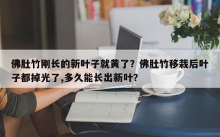 佛肚竹刚长的新叶子就黄了？佛肚竹移栽后叶子都掉光了,多久能长出新叶？