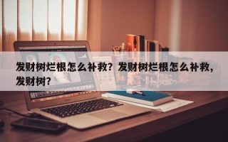 发财树烂根怎么补救？发财树烂根怎么补救,发财树？