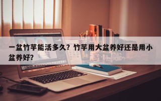 一盆竹芋能活多久？竹芋用大盆养好还是用小盆养好？
