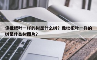像枇杷叶一样的树是什么树？像枇杷叶一样的树是什么树图片？