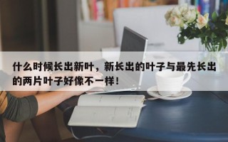什么时候长出新叶，新长出的叶子与最先长出的两片叶子好像不一样！