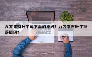 八方来财叶子蔫下垂的原因？八方来财叶子掉落原因？