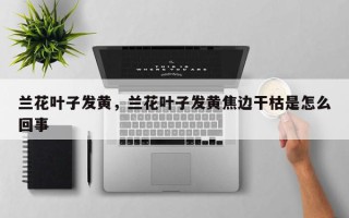 兰花叶子发黄，兰花叶子发黄焦边干枯是怎么回事
