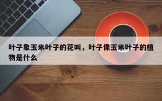 叶子象玉米叶子的花叫，叶子像玉米叶子的植物是什么