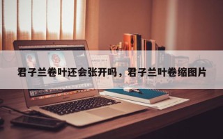 君子兰卷叶还会张开吗，君子兰叶卷缩图片