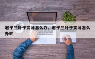 君子兰叶子变薄怎么办，君子兰叶子变薄怎么办呢