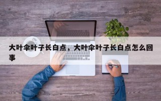 大叶伞叶子长白点，大叶伞叶子长白点怎么回事