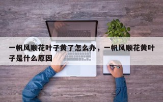 一帆风顺花叶子黄了怎么办，一帆风顺花黄叶子是什么原因