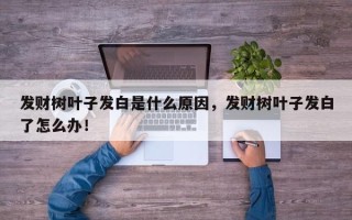 发财树叶子发白是什么原因，发财树叶子发白了怎么办！
