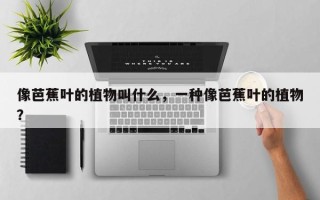 像芭蕉叶的植物叫什么，一种像芭蕉叶的植物？