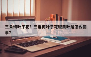 三角梅叶子花？三角梅叶子花斑黄叶是怎么回事？