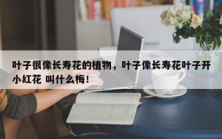 叶子很像长寿花的植物，叶子像长寿花叶子开小红花 叫什么梅！