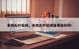 多肉丸叶松绿，多肉丸叶松绿容易徒长吗！