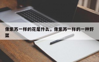 像紫苏一样的花是什么，像紫苏一样的一种野菜