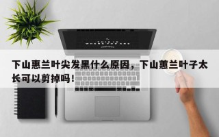 下山惠兰叶尖发黑什么原因，下山蕙兰叶子太长可以剪掉吗！
