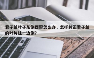 君子兰叶子东倒西歪怎么办，怎样纠正君子兰的叶片往一边倒？