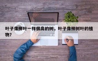 叶子像柳叶一样很高的树，叶子像柳树叶的植物？