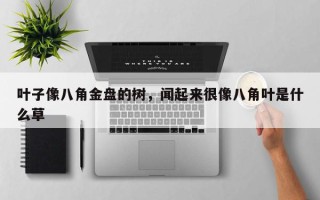 叶子像八角金盘的树，闻起来很像八角叶是什么草