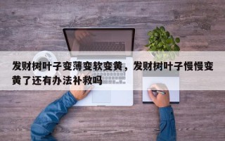 发财树叶子变薄变软变黄，发财树叶子慢慢变黄了还有办法补救吗