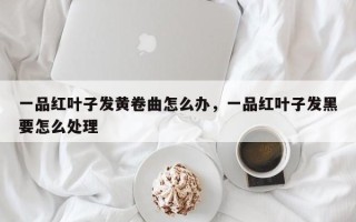 一品红叶子发黄卷曲怎么办，一品红叶子发黑要怎么处理