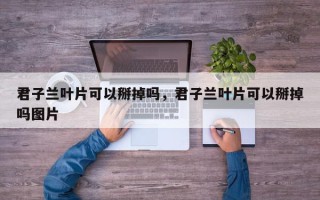 君子兰叶片可以掰掉吗，君子兰叶片可以掰掉吗图片