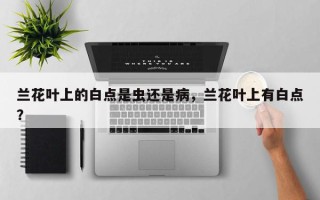 兰花叶上的白点是虫还是病，兰花叶上有白点？