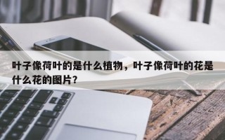 叶子像荷叶的是什么植物，叶子像荷叶的花是什么花的图片？