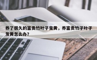 养了很久的富贵竹叶子变黄，养富贵竹子叶子发黄怎么办？