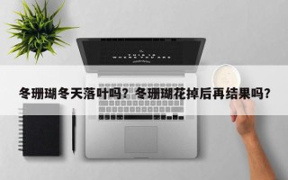 冬珊瑚冬天落叶吗？冬珊瑚花掉后再结果吗？