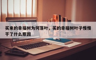买来的幸福树为何落叶，买的幸福树叶子慢慢干了什么原因