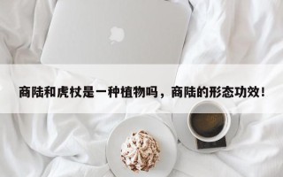 商陆和虎杖是一种植物吗，商陆的形态功效！