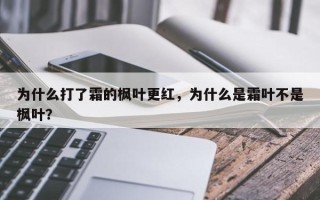 为什么打了霜的枫叶更红，为什么是霜叶不是枫叶？