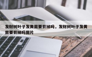 发财树叶子发黄需要剪掉吗，发财树叶子发黄需要剪掉吗图片