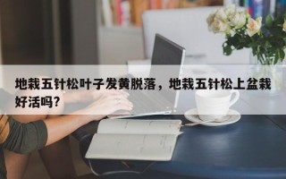 地栽五针松叶子发黄脱落，地栽五针松上盆栽好活吗?
