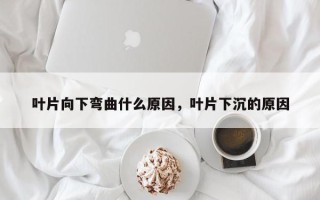 叶片向下弯曲什么原因，叶片下沉的原因
