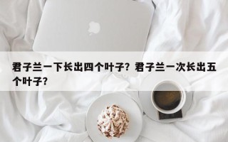 君子兰一下长出四个叶子？君子兰一次长出五个叶子？