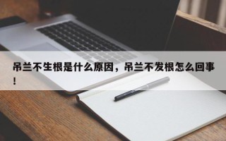 吊兰不生根是什么原因，吊兰不发根怎么回事！