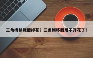 三角梅移栽后掉花？三角梅移栽后不开花了？
