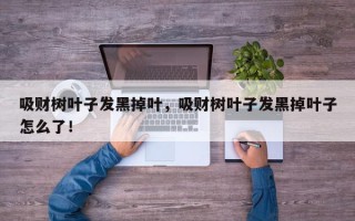 吸财树叶子发黑掉叶，吸财树叶子发黑掉叶子怎么了！
