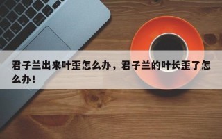 君子兰出来叶歪怎么办，君子兰的叶长歪了怎么办！