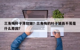 三角梅叶子薄软皱？三角梅的叶子皱而不蔫是什么原因？
