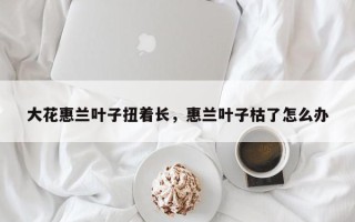 大花惠兰叶子扭着长，惠兰叶子枯了怎么办