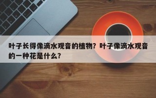 叶子长得像滴水观音的植物？叶子像滴水观音的一种花是什么？