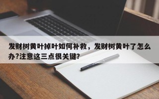 发财树黄叶掉叶如何补救，发财树黄叶了怎么办?注意这三点很关键？