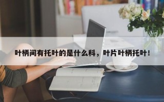 叶柄间有托叶的是什么科，叶片叶柄托叶！