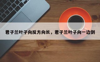 君子兰叶子向反方向长，君子兰叶子向一边倒