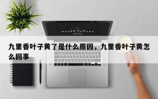 九里香叶子黄了是什么原因，九里香叶子黄怎么回事